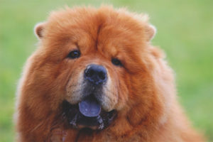  Chow chow