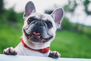  Französische Bulldogge