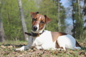  Glatter Foxterrier