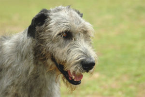  الايرلندي Wolfhound