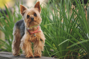  Yorkshire-Terrier