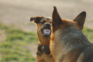  Wie man einen Hund nicht dazu bringt, sich auf andere Hunde zu stürzen