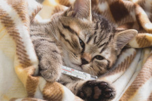  How to understand that a cat's temperature