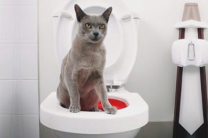  How to teach a cat to the toilet