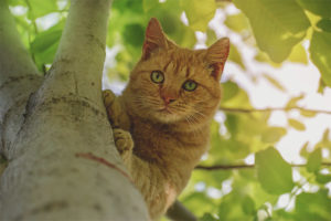  Wie entferne ich eine Katze von einem Baum?