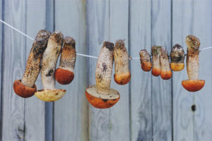  How to dry mushrooms