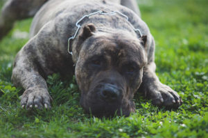  Canary Great Dane