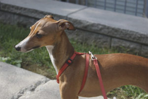  Italian greyhound