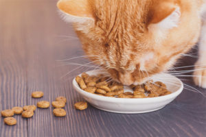  Can cats give dog food