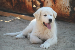  Pyrenean Mountain Dog