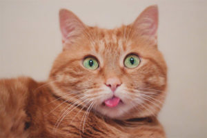  Why cats stick out the tip of the tongue