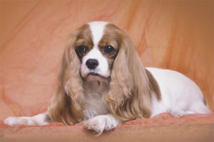  Dog cavalier king charles spaniel