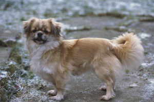  Tibetischer Spaniel