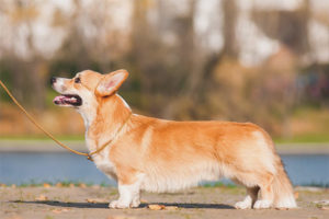  Walisischer Corgi Pembroke