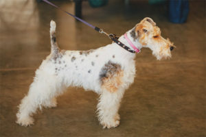  Foxterrier