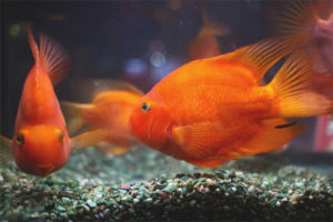  Parrot Aquarium Fish