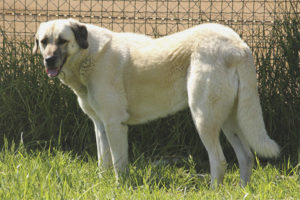  Anatolischer Schäferhund