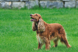  Englischer Cockerspaniel