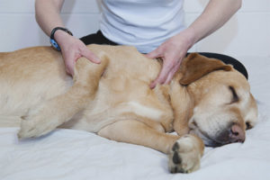  Arthritis bei Hunden