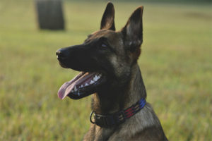  Belgischer Schäferhund