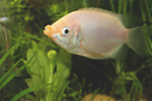  Gourami küssen