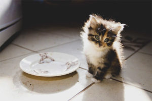  What to feed a kitten with diarrhea