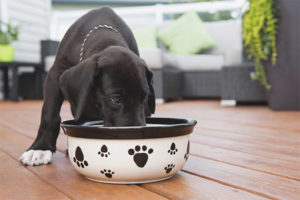  Wat te voeden met de hond na de bevalling