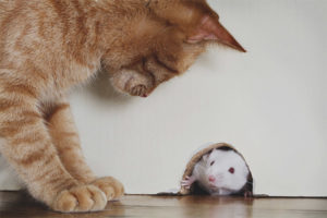  What to do if the cat ate the poisoned mouse