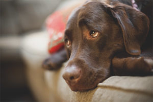  Depression bei Hunden