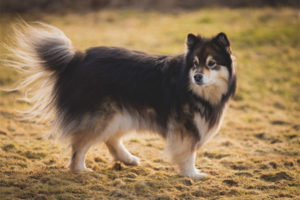  الفنلندية Lapphund