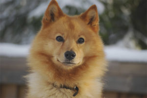  Finnish Spitz