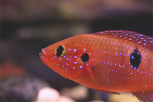  chromis knappe