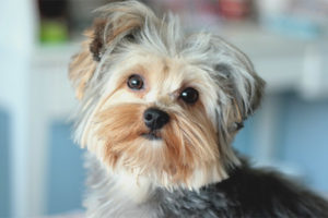  Yorkshire-Terrier