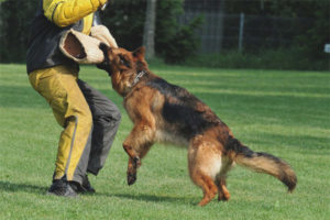  Wie lernt man das Hundeteam Fas