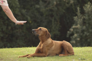  Hoe het honden team te leren liggen!