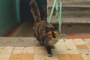  Wie man Katzenscheiße im Treppenhaus entwöhnt