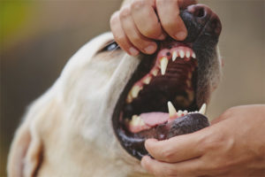  Wie man versteht, dass ein Hund Zähne hat