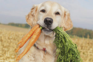  Welke groenten en kruiden kan een hond zijn