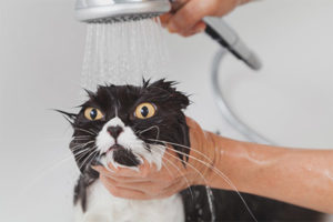  When you can wash the cat after castration