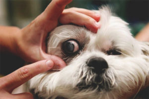  Konjunktivitis bei Hunden