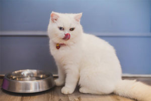  Die Katze weigert sich zu essen