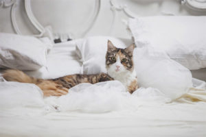  Cat pissing on the bed