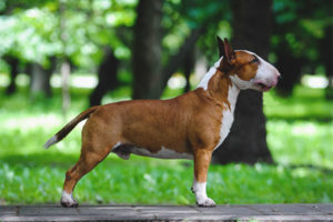  Miniatur-Bullterrier