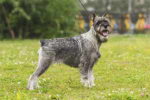  schnauzer