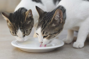  Können Katzen Milch geben?