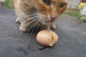  Can cats give raw eggs