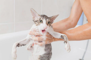  Can I wash my cat with regular shampoo?