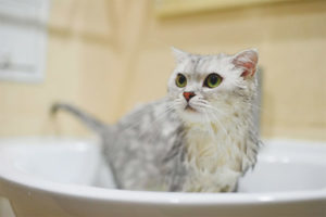  Is it possible to wash the cat after giving birth