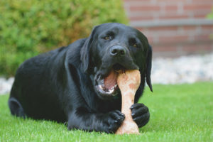  Kunnen honden botten geven