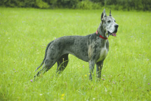  Great Dane